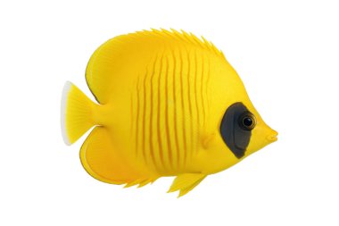 Beyaz bir arka planda izole edilmiş, belirgin siyah göz bandı olan canlı sarı bir kelebek balığının yakın çekimi. Deniz yaşamı, tropikal okyanus ve sualtı vahşi yaşam kavramları için mükemmel.