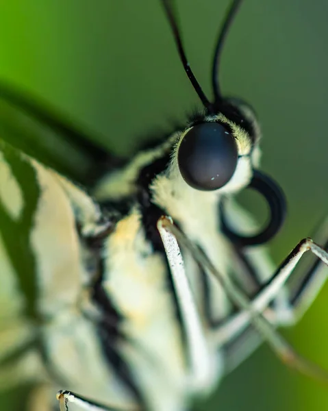 Kelebeğin Gözü Nün Makro Görüntüsü — Stok fotoğraf