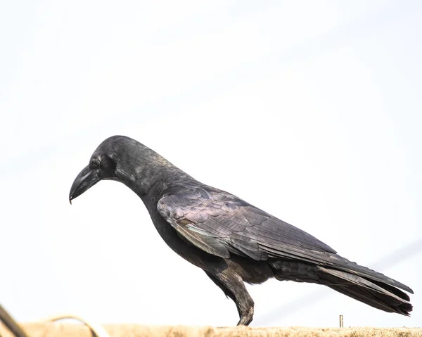 Common Raven Looking Wall — Stock Photo, Image