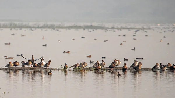 Aves Acuáticas Posadas Tierra Húmeda — Foto de Stock