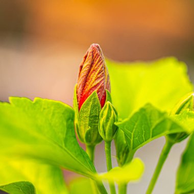Bahçede bir Hibiscus çiçeği tomurcuğu