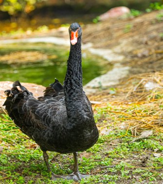 Kameraya bakan bir Black Swam