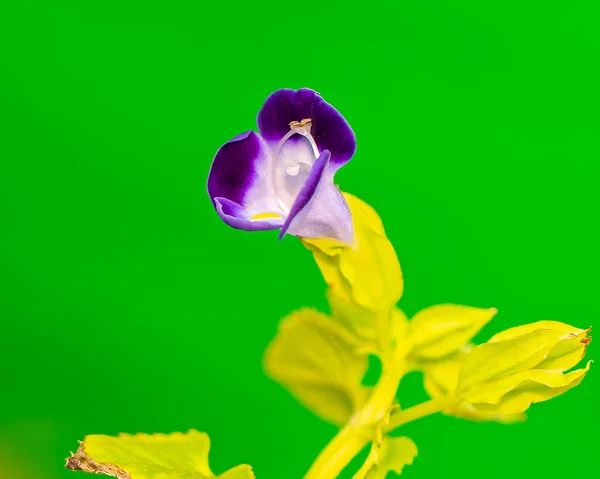 Fioletowy Kwiat Wishbone Ogrodzie — Zdjęcie stockowe