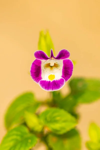 Világos Lila Színű Wishbone Virág Kertben — Stock Fotó