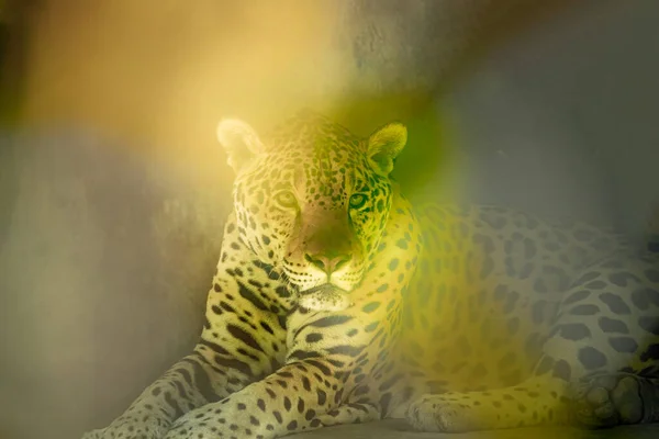Una Jaguar Che Guarda Nella Macchina Fotografica — Foto Stock