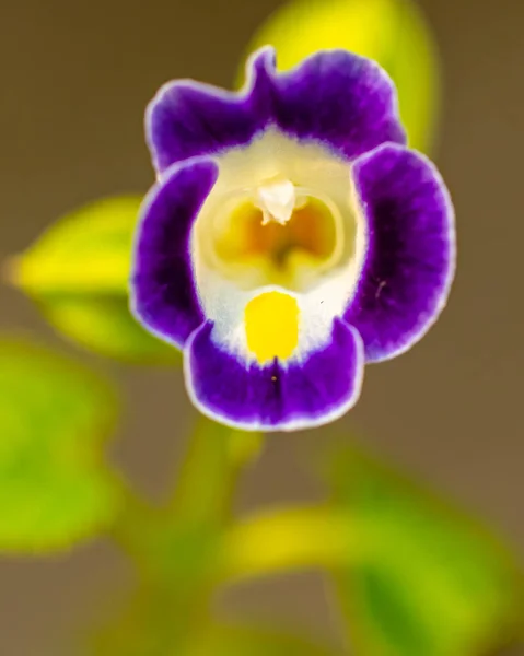 Ciemny Purpurowy Wishbone Kwiat Ogrodzie — Zdjęcie stockowe