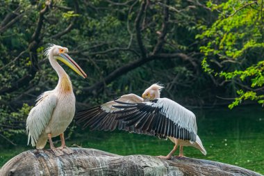Ağaçta dans eden bir çift pembe pelikan