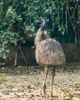 Bahçede yürüyen bir Emu.