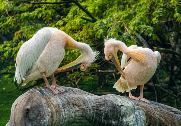 Par Pelicano Rosa Limpando Suas Penas Uma Árvore — Fotografia de Stock