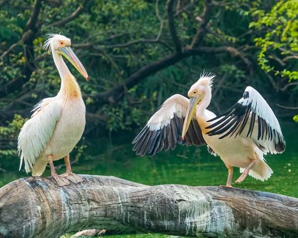 Uma Fêmea Pelicana Dançando Por Seu Macho Uma Árvore — Fotografia de Stock