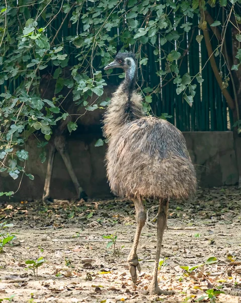 Egy Emu Sétál Mezőn Kertben — Stock Fotó