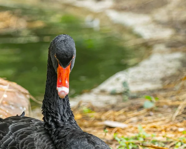 A angry bird Black Swan near a lake