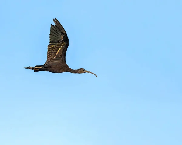 Ένα Silky Ibis Πτήση Μπλε Ουρανό — Φωτογραφία Αρχείου