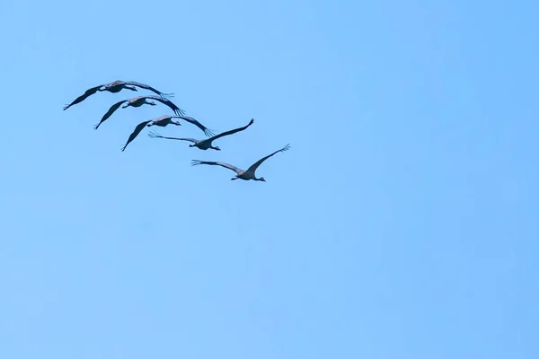 Group Common Cranes Flying Sky — Stock Photo, Image