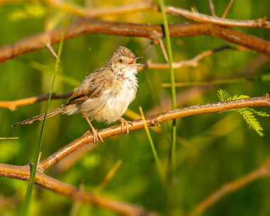 Bir şarkı söylüyor Ağaçta zarif bir baskı