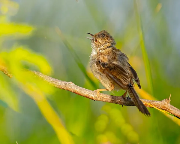 Stock image A Graceful prinia singing a song on tree