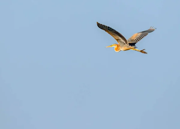 Purple Heron Flying Sky — Stock Photo, Image