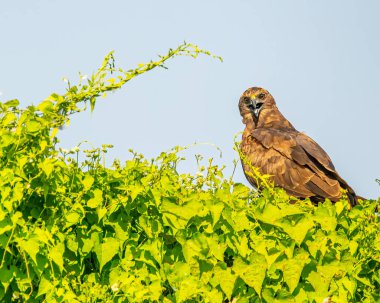 Göz göze gelen bir Bataklık Harrier 'ı