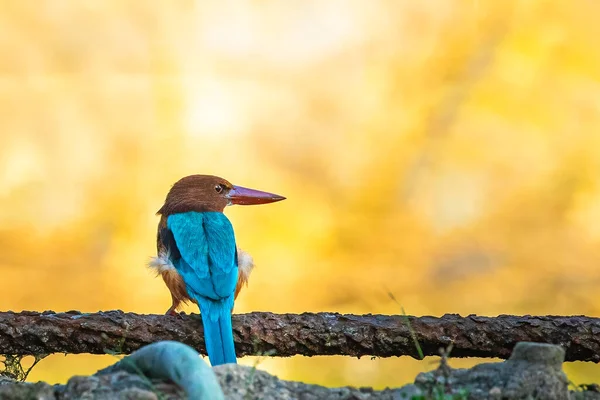 Kingfisher Gargado Branco Olhando Para Lado Uma Lagoa — Fotografia de Stock