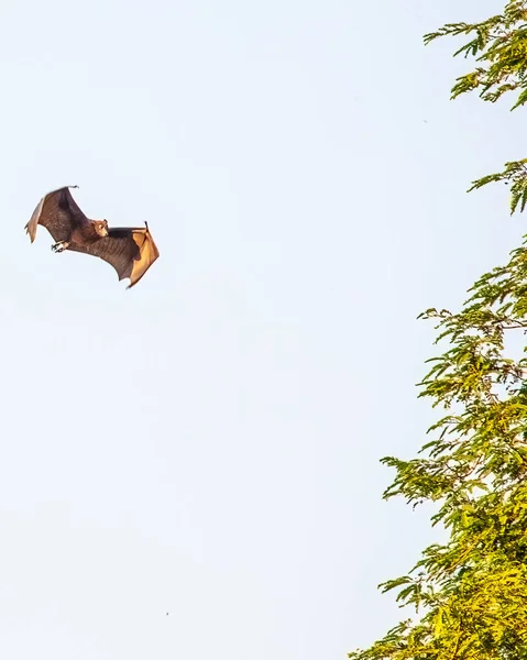 Flying Bat Wings Shape — Stock Photo, Image