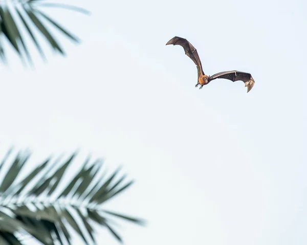 Летучая Мышь Образными Крыльями — стоковое фото