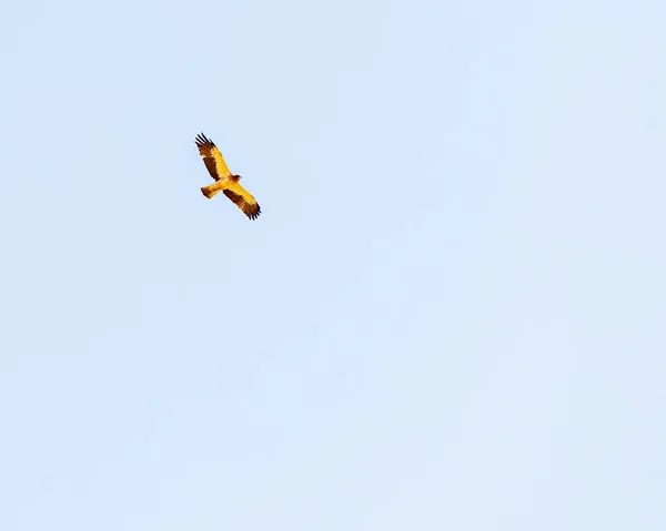 날아가는 부풀린 독수리 — 스톡 사진