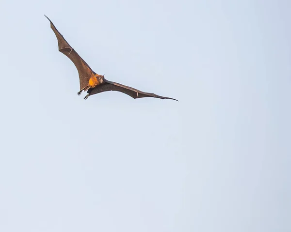 A bat is flying with horizontal wings