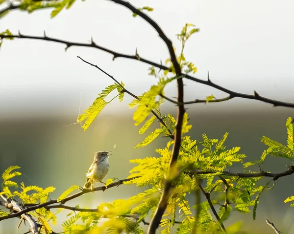 Ein Reisfeldsänger Singt Auf Einem Baum — Stockfoto