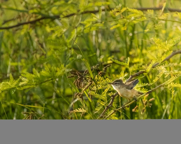 Paddy Field Warbler Cleaning Its Feathers Tree — Stock Photo, Image