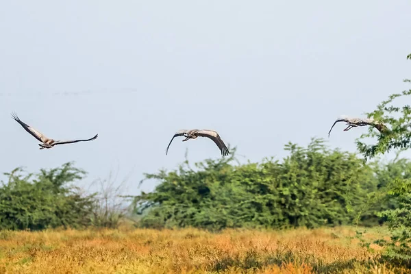 Sıradan Bir Crane Ailesi Çalılıklarda Uçuyor — Stok fotoğraf