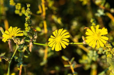 Kutch çölünde Crepidiastrum sonchifolium çiçeği