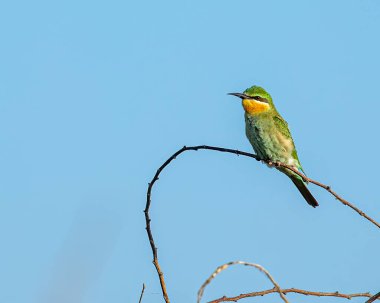 Çalı ağacında dinlenen küçük bir arı yiyici