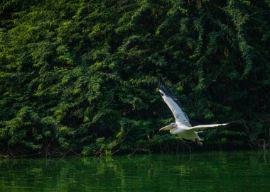 V şeklinde kanat uçuşlu Pembe Pelikan.