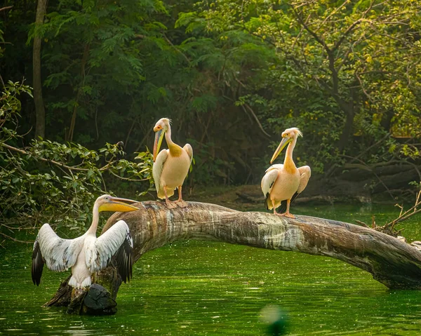Three Pink Pelicans Discussion Tree — Stock Photo, Image