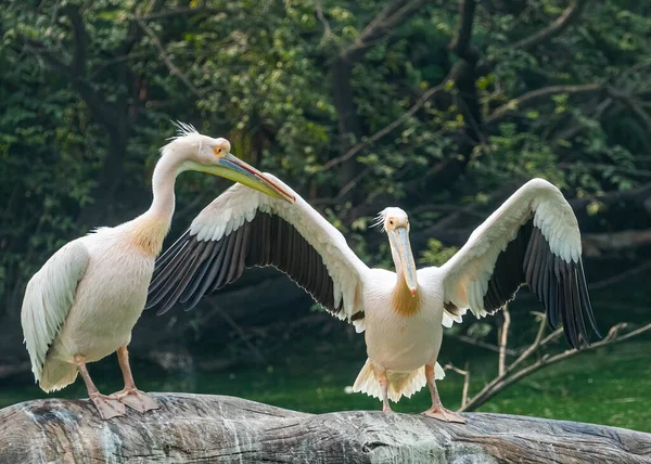 Pare Dançar Par Pelicano Árvore — Fotografia de Stock