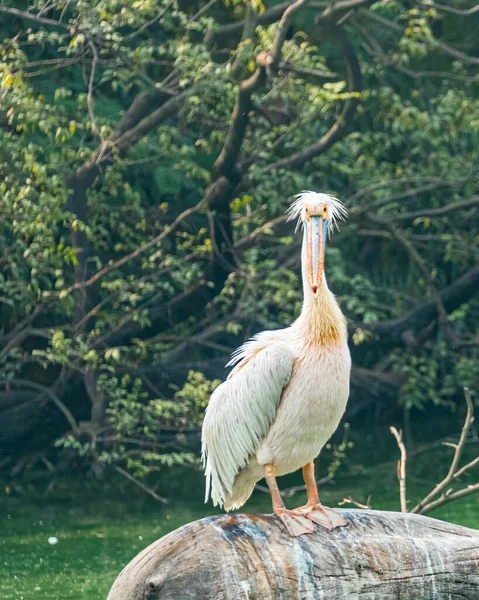Angry Bird Pink Pelican Uma Árvore — Fotografia de Stock