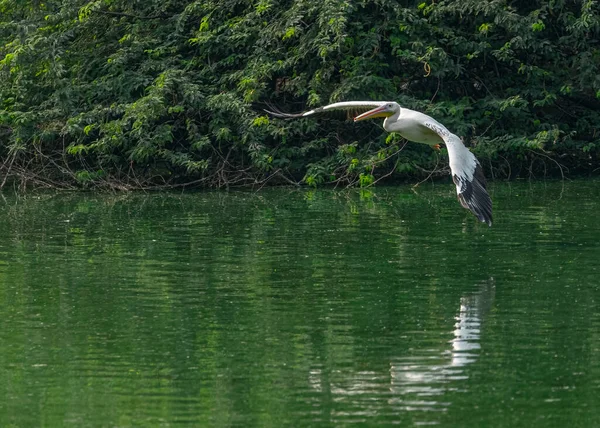 Pelicano Rosa Voo Sobre Lago — Fotografia de Stock