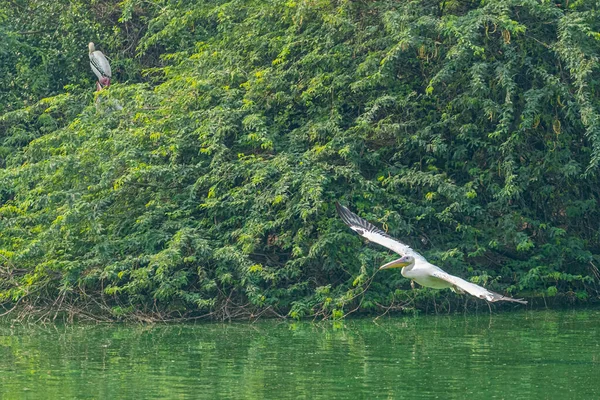 Pelicano Rosa Voando Sobre Lago Contra Árvores Verdes — Fotografia de Stock