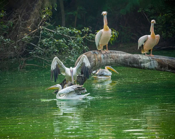 Μια Ομάδα Pink Pelican Μια Λίμνη — Φωτογραφία Αρχείου
