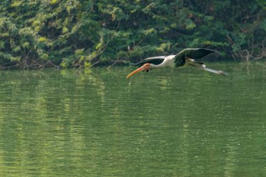 Gölün üzerinde uçan boyalı bir leylek.
