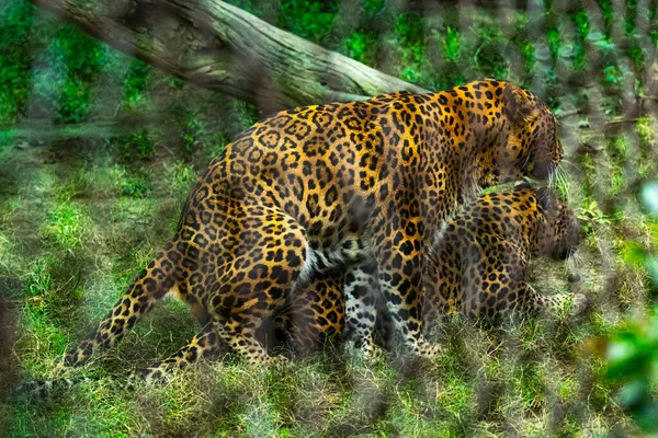 Par Leopardos Condiciones Apareamiento Jaula — Foto de Stock