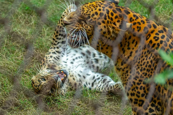 Par Leopardos Puso Violento Durante Apareamiento —  Fotos de Stock