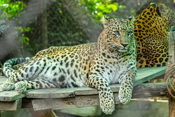 Ein Leopard Ruht Sich Auf Einem Machaan Aus Und Blickt — Stockfoto