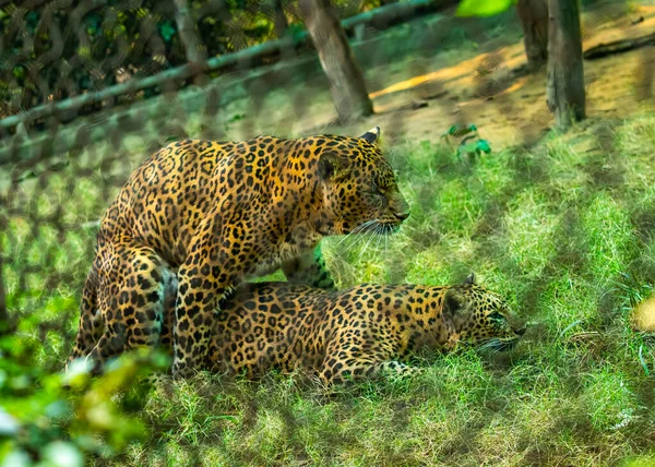 Een Luipaard Paar Paring Hun Kooi — Stockfoto