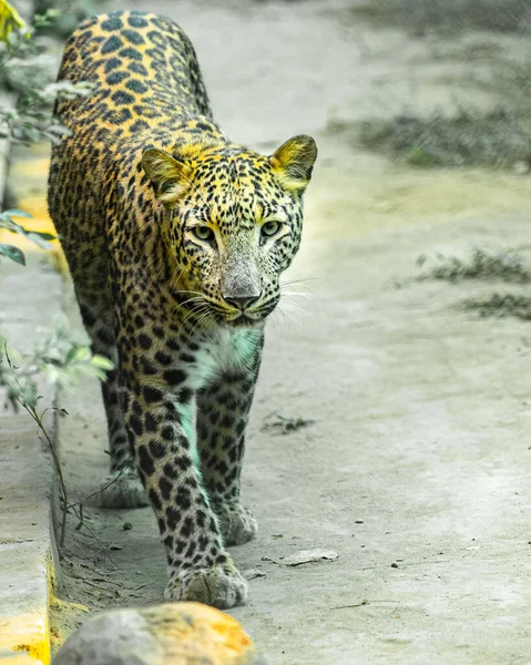Bir Leopar Yürürken Kameraya Bakıyor — Stok fotoğraf