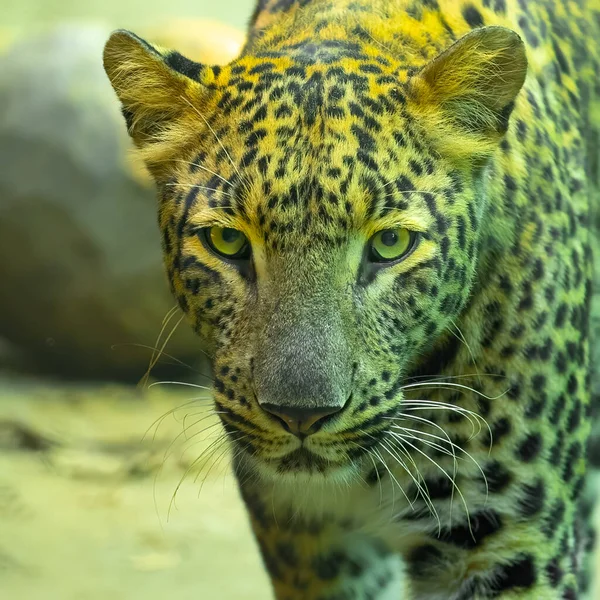 A Leopard in close up shot with wide open eyes