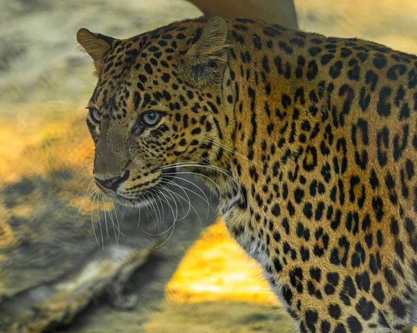 Leopard Close Shot Open Eyes — Stock Photo, Image
