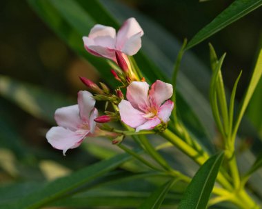 Bahçede Pembe Oleander Çiçeği