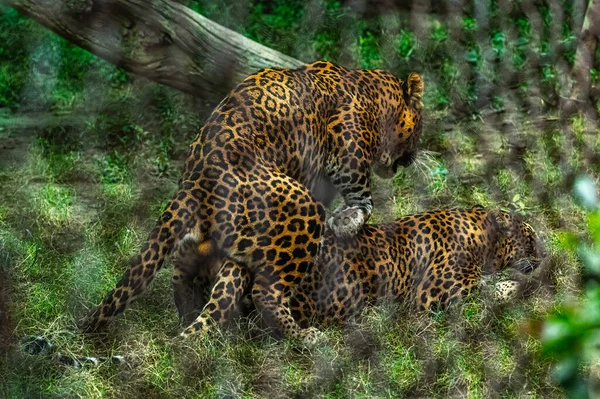Par Parejas Leopardos Jaula — Foto de Stock