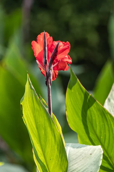 Canna Indica Λουλούδι Ανθίζει Στον Κήπο — Φωτογραφία Αρχείου